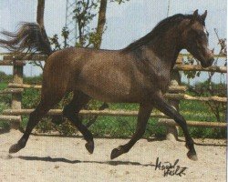 jumper Eh Monsun (Arabian purebred, 2007, from Watazkax ox)