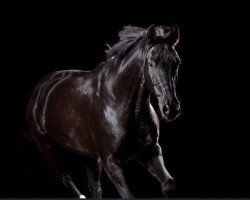 dressage horse Don Dorino (Oldenburg, 2005, from Don Kennedy)