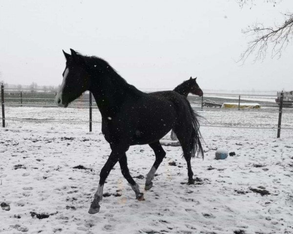 broodmare Valentina (German Riding Pony, 2017, from Heidbergs Nancho Nova)