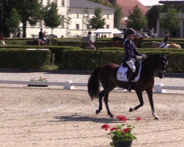 Reitturnier Neustadt/Dosse 2025