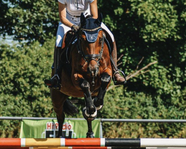 broodmare Ciljetta (Württemberger, 2011, from Cabarlord)