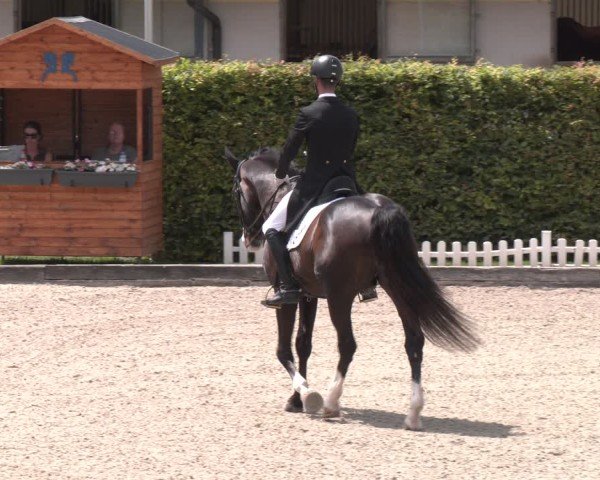 Reitturnier Gerasdorf 2025