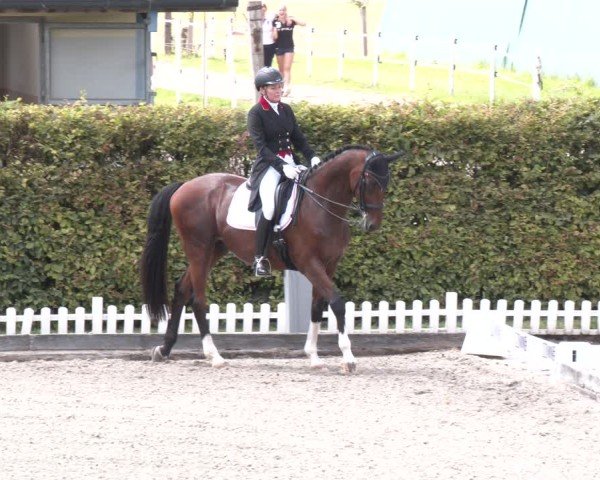 Reitturnier Gerasdorf 2025
