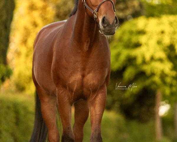 horse Varello SF (Westphalian, 2020, from Viva Gold OLD)