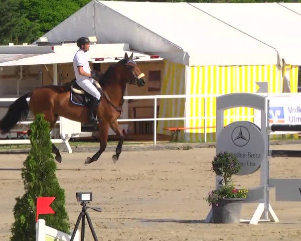 Großes Langenauer Reitturnier 2014