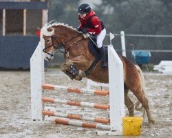 Springpferd Diana 95 (Haflinger, 2017)