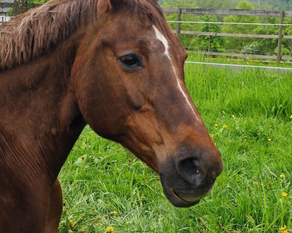 broodmare Fortuna (Oldenburg show jumper, 2001, from Furioso II)
