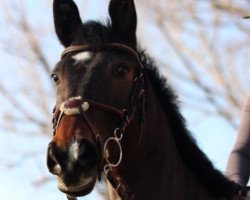 broodmare Feodora 113 (Hanoverian, 2009, from For Edition)