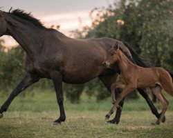broodmare Tell me S (Württemberger, 2018, from Birkhof's Topas Fbw)