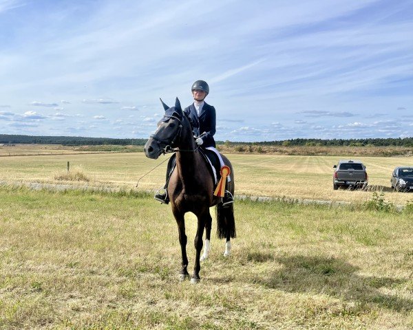 horse Donnerlittchen 71 (German Riding Pony, 2018, from Da Silva AT)