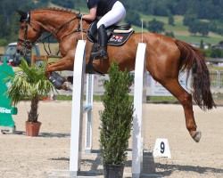 jumper Game Plan (Irish Sport Horse, 2008, from Crosstown Dancer)