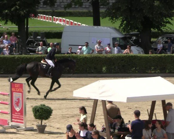 Reitturnier Neustadt/Dosse 2025