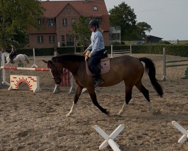 jumper Fjorah (Holsteiner, 2013, from Centurion)