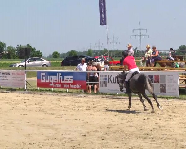 Großes Langenauer Reitturnier 2014