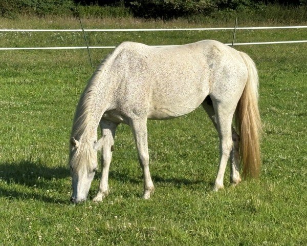 broodmare Lettenhofs Lovely Escape (German Riding Pony, 2011, from Dörnberg's Erimon II)