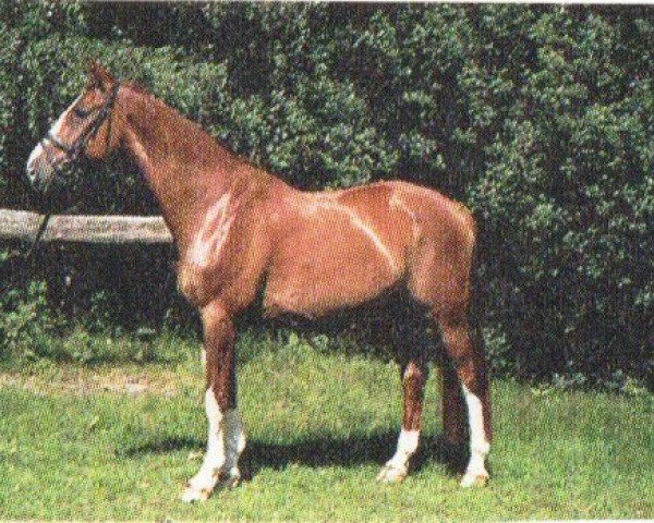 horse Escudo 20 (Hanoverian, 1993, from Egmont)