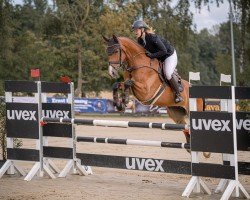 jumper Bella Balou 7 (Westphalian, 2018, from Balounito)