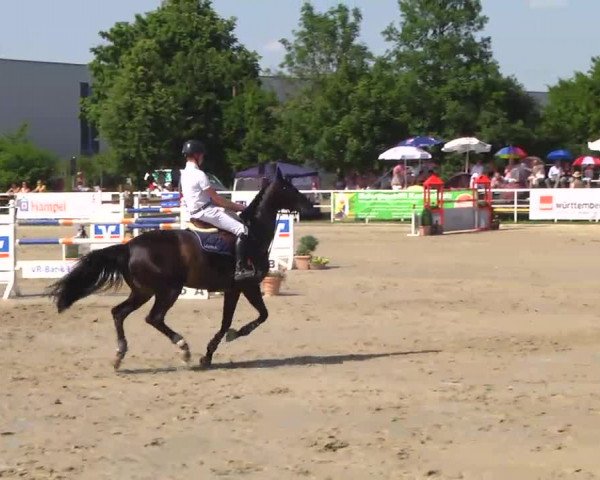 Großes Langenauer Reitturnier 2014