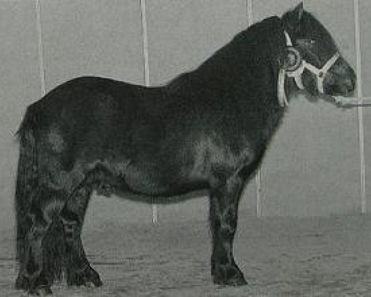 stallion Highlight van Stal Geerhof (Shetland Pony, 1993, from Mustang van Bunswaard)