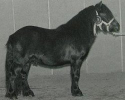 stallion Highlight van Stal Geerhof (Shetland Pony, 1993, from Mustang van Bunswaard)