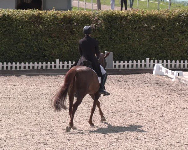 Reitturnier Gerasdorf 2025