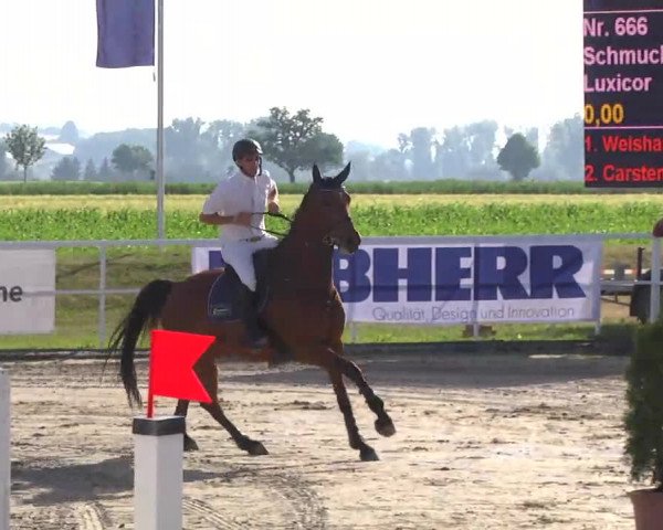 Großes Langenauer Reitturnier 2014