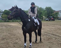 dressage horse Kalimero M (Hanoverian, 2020, from Karajan)
