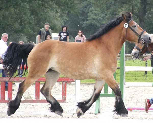 broodmare Neltrud (Rheinisch-Westfälisches Draughthorse, 2013, from Nikodemus)