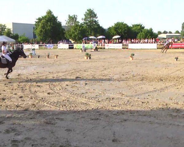 Großes Langenauer Reitturnier 2014