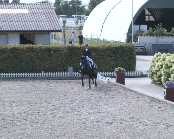 Reitturnier Gerasdorf 2025