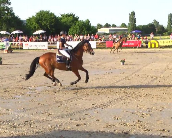 Großes Langenauer Reitturnier 2014