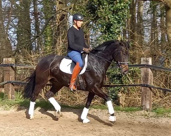 dressage horse Rock my Rose (Westphalian, 2014, from Romeo)