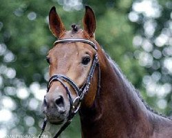 dressage horse Akanthus 8 (Trakehner, 2006, from Connery)