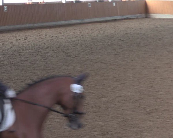 Reitturnier Herbern 2025