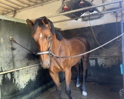 Springpferd Chacaija PS (Oldenburger Springpferd, 2018)