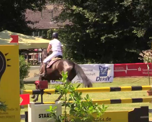 Pfingst - Dressur und Springturnier Borken 2014