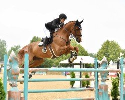 jumper Navaro van't Verahof (Belgian Warmblood, 2013, from Elvis Ter Putte)