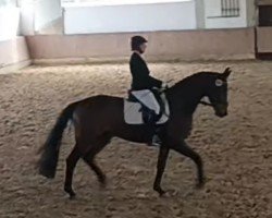 dressage horse Fina la Brune (Westphalian, 2020, from Fürst Samarant)