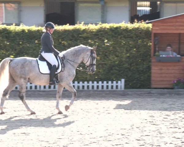 Reitturnier Gerasdorf 2025