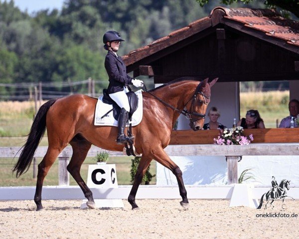 dressage horse Pferdinandt xx (Irish horse, 2016, from Watar xx)