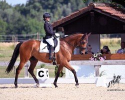 dressage horse Pferdinandt xx (Irish horse, 2016, from Watar xx)