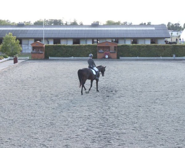 Reitturnier Gerasdorf 2025