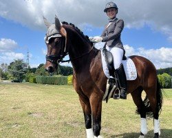 dressage horse Novicii (KWPN (Royal Dutch Sporthorse), 2018, from Desperado)