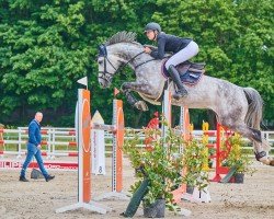 stallion Crown Prince 4 (Hanoverian, 2017, from Cornet Obolensky)