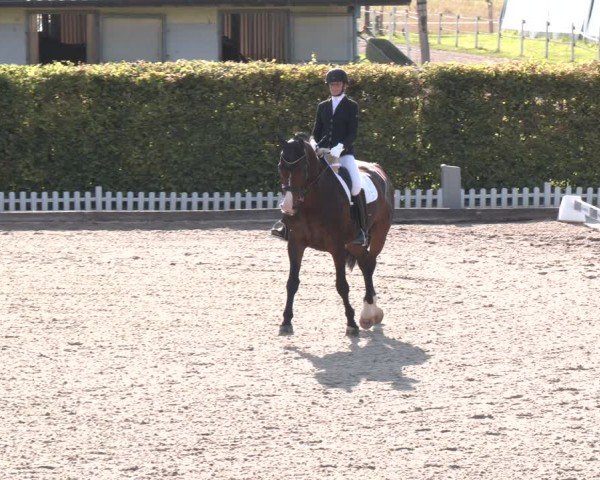 Reitturnier Gerasdorf 2025