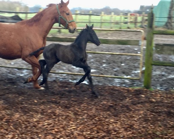 horse Miss Cain (Hanoverian, 2021, from DSP Marc Cain)