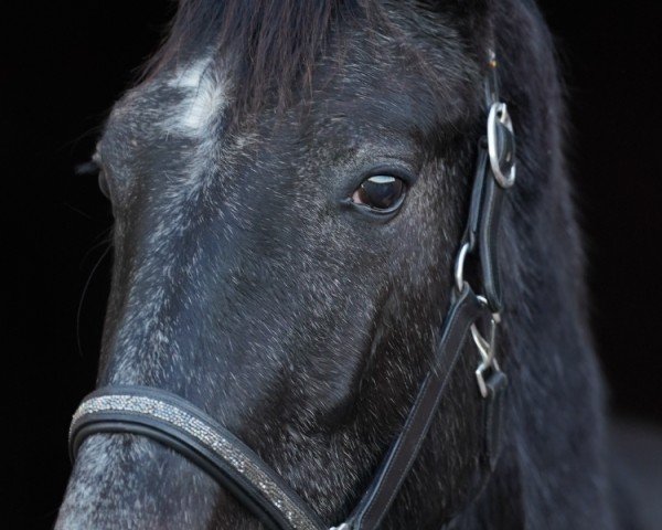 horse Orelie d`Athis-Mons (Oldenburg show jumper, 2022, from Ogano)