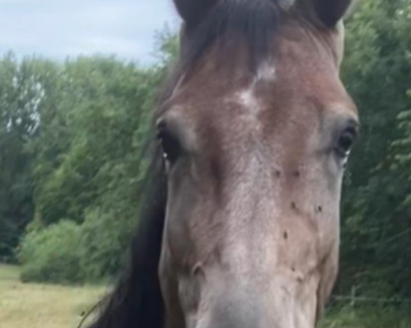 horse TO BE Happy (Oldenburg show jumper, 2023, from Toucento)