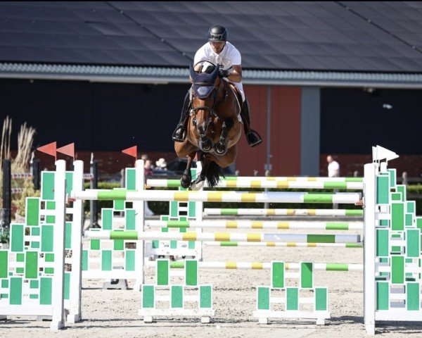 jumper Secret Treasure (Oldenburg show jumper, 2016, from Stakkato Gold)