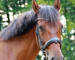 dressage horse Misterioso XLI (Pura Raza Espanola (PRE), 2011)